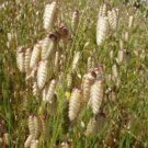 25 seeds Quaking Grass (Briza maxima)