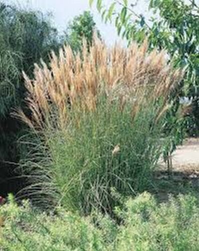 10 seeds Chinese Silver Grass- New Hybrids (Miscanthus)