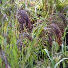 25 seeds Panic Grass (Panicumviolaceum)