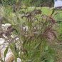 25 seeds Panic Grass (Panicumviolaceum)