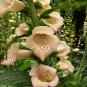 250 Seeds Foxglove- Apricot Delight