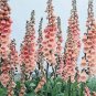 250 Seeds Foxglove- Apricot Delight