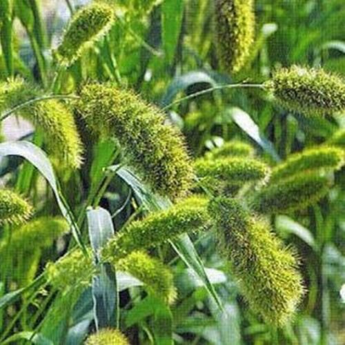 100 seeds Setaria Macrocheaeta (Italica)