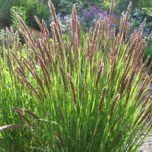 25 Seeds Melica- Red Spire- (Altissima)