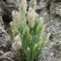 25 Seeds Lamarckia Aurea- Golden Shower
