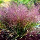 25 Seeds Love Grass- Purple-(Eragrostis Spectabilis)