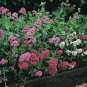 50 Seeds Jupiter's Beard- Mix