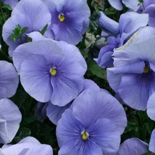 50 Seeds Pansy- Light Blue