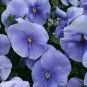 50 Seeds Pansy- Light Blue
