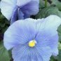 50 Seeds Pansy- Light Blue