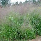 100 Seeds Love Grass- Sand- (Eragrostis Trichodes