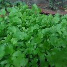 100 Seeds Coriander-Coriandrum Sativum Santo