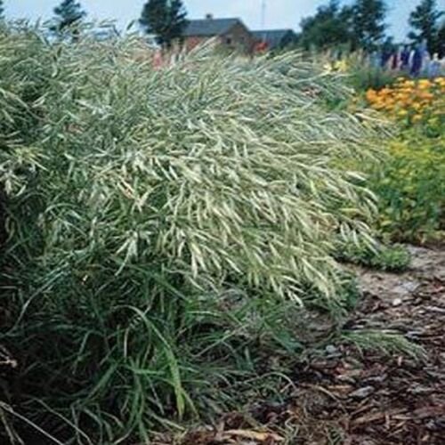 25 seeds Brome- Mediterranean- (Bromus macrostachys)