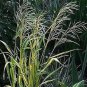 25 seeds Brome- Mediterranean- (Bromus macrostachys)