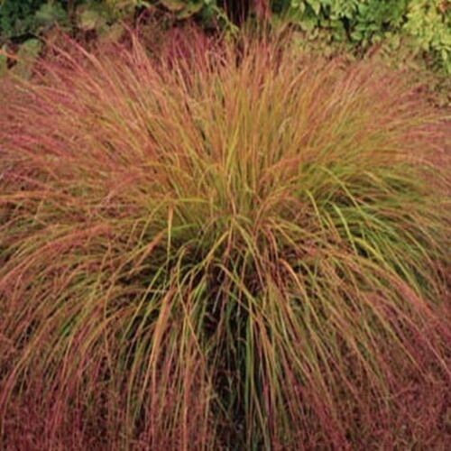 25 seeds Stipa- Pheasant Tails-(arundinacea)