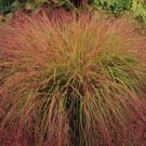 25 seeds Stipa- Pheasant Tails-(arundinacea)