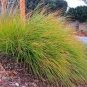 25 seeds Stipa- Pheasant Tails-(arundinacea)
