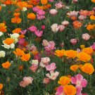 500 Seeds Poppy- Mission Bell Mix
