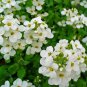 100 Seeds Rock Cress- Alpine white