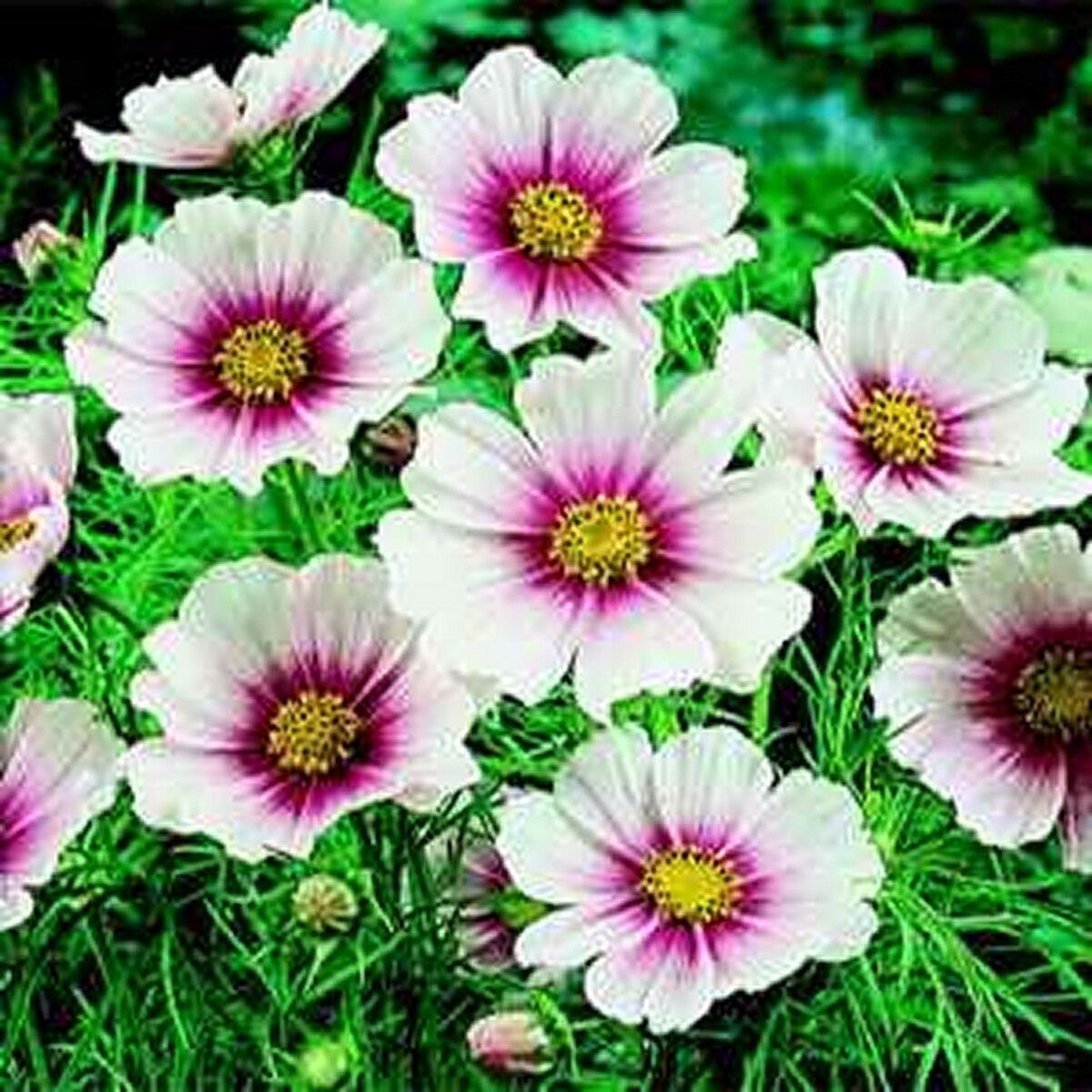 100 Seeds Cosmos- Daydream