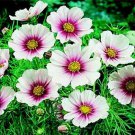 100 Seeds Cosmos- Daydream