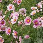 100 Seeds Cosmos- Daydream