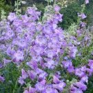 100 Seeds Penstemon- Lavender