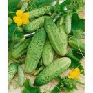 25 Seeds Cucumber- Boston Pickling