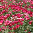 500 Seeds Poppy- Carmine King (California)