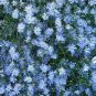 50 seeds Aster- Sky Blue