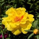 200 Seeds Moss Rose- Portulaca- Yellow