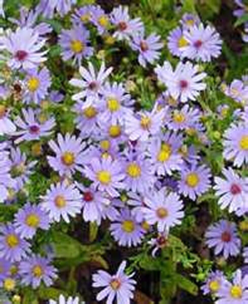 50 seeds Aster- Sky Blue