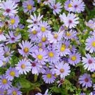 50 seeds Aster- Sky Blue