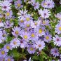 50 seeds Aster- Sky Blue