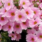 50 Seeds Primrose-Fairy- Primula Malacoides- Pink