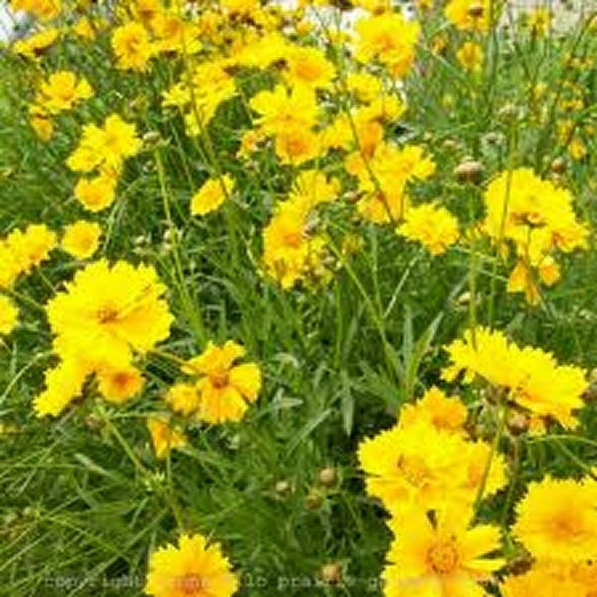 200 Seeds Coreopsis- Lance Leaf
