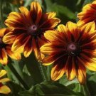 100 Seeds Rudbeckia-Hirta- Autumn Forest