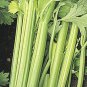 200 Seeds Celery- Pascal
