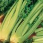 200 Seeds Celery- Pascal