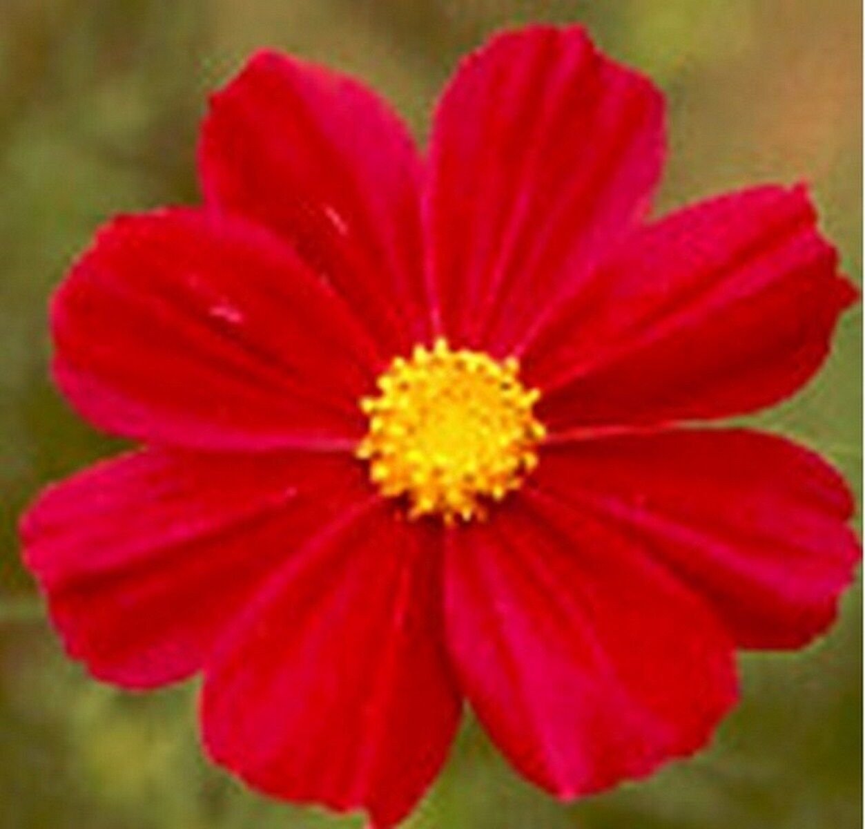 100 Seeds Cosmos- Dazzler