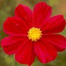 100 Seeds Cosmos- Dazzler