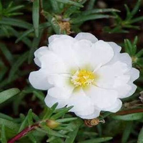 200 Seeds Moss Rose- Portulaca- White-