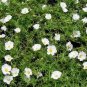 200 Seeds Moss Rose- Portulaca- White-
