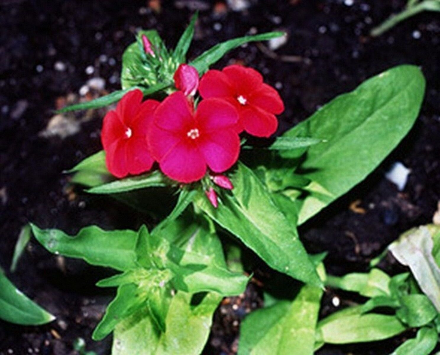 200 Seeds Phlox-Red- (Drummondii Compacta)