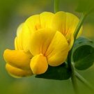 200 seeds Bird's Foot Trefoil