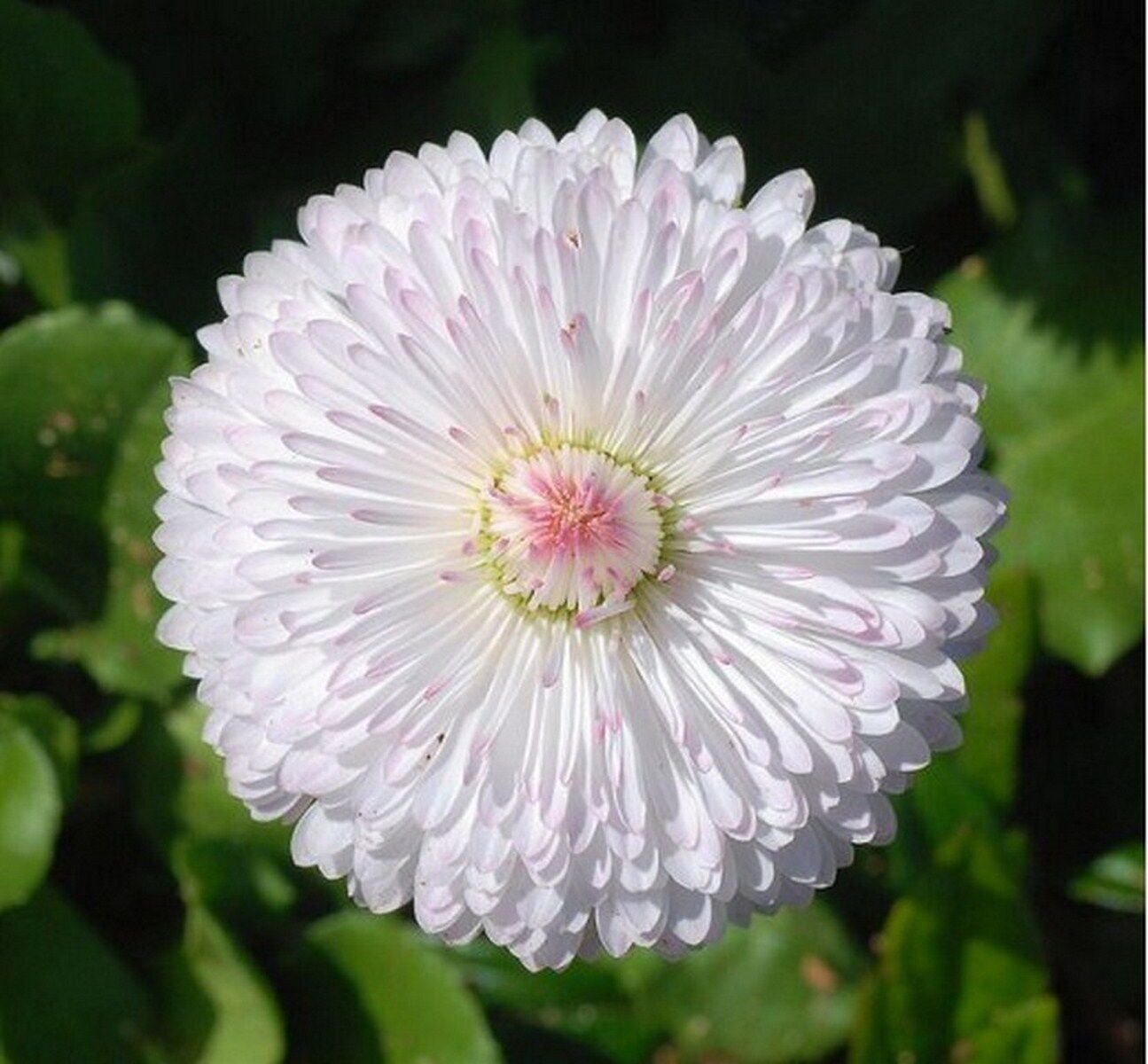 50 Seeds Dwarf White English Daisy