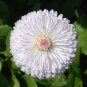 50 Seeds Dwarf White English Daisy