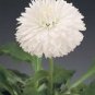 50 Seeds Dwarf White English Daisy