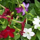 100 Seeds Nicotiana - Heirloom Mix
