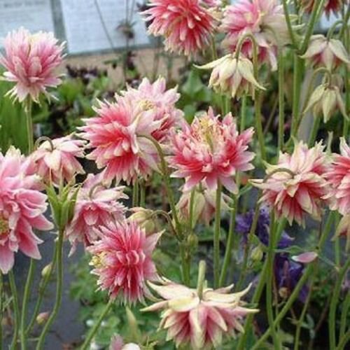 50 Seeds Columbine- Nora Barlow